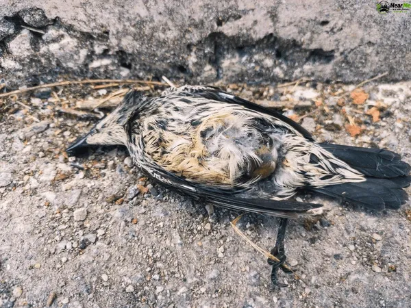 Dead Bird Removal Landers Shoot