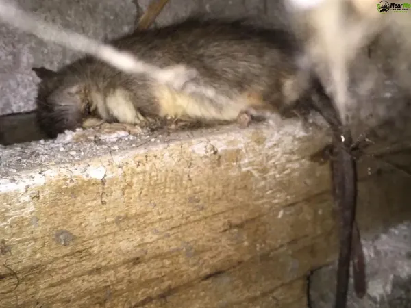 Dead Rat Removal Landers Shoot
